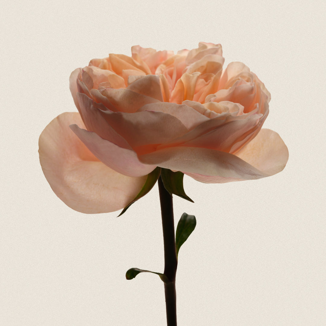 Still Bloom