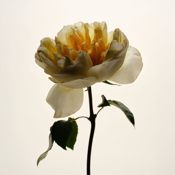 Still Bloom